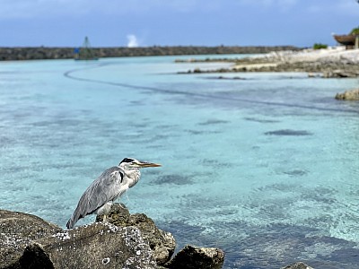 蓝天、椰林、白沙、玻璃海