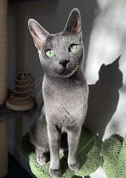 常驻民：皮蔻丝🐈